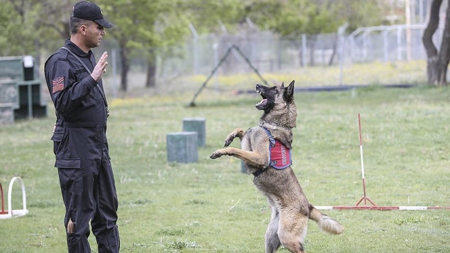 Jandarma Teşkilatı, mayın ve bomba bulunması noktasında eğitimli köpeklerden de faydalanıyor. Foto: AA